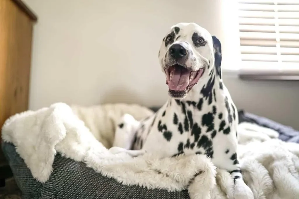 Dog Blanket