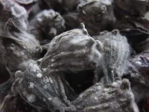 Close up of mould spores